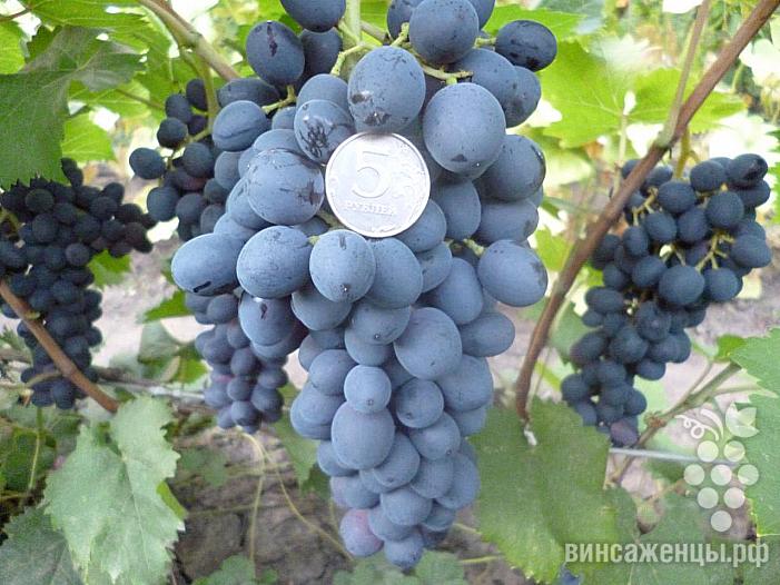Очень ранний cорт винограда Кишмиш Аттика от Кишмиши фото id: 572887936