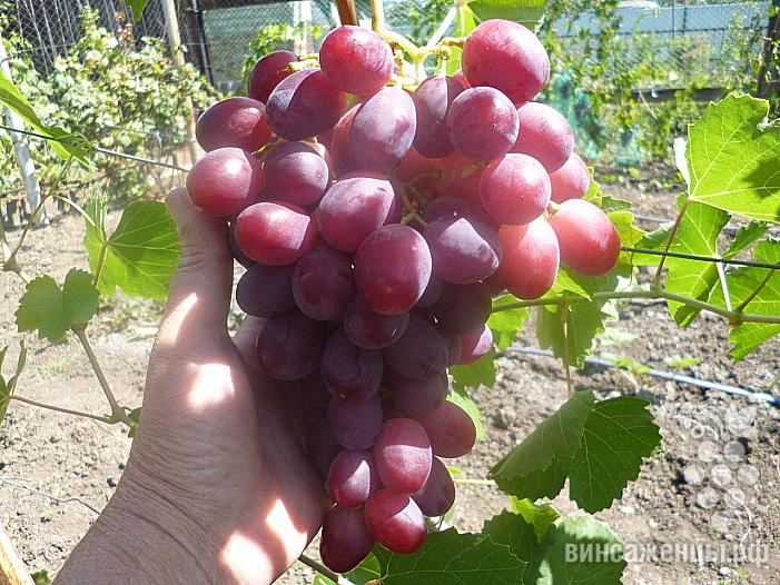 Ранний cорт винограда Авалон от -Литвинов Г. М. фото id: 394573866
