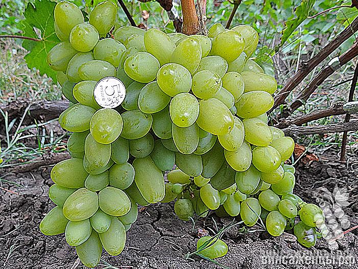 Очень ранний cорт винограда Бажена от Загорулько В. В. фото id: 580175859