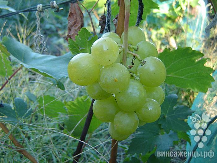 Ранний cорт винограда Барс (B-2-5) от -Павловский Е. Г. фото id: 2029565478