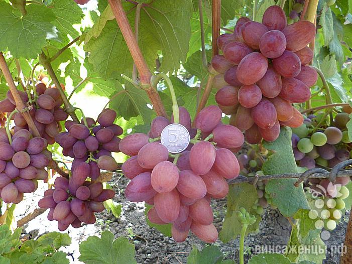 Ранний cорт винограда Богема от -Загорулько В. В. фото id: 74584296