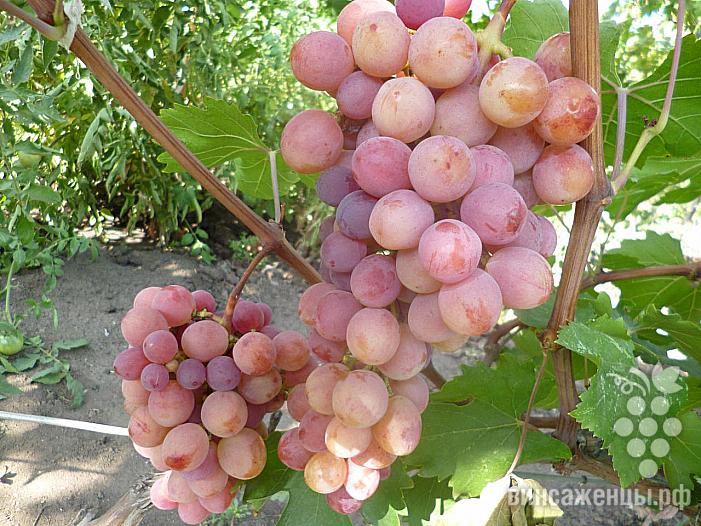 Раннесредний cорт винограда Дашуня от -Вишневецкий фото id: 886786073