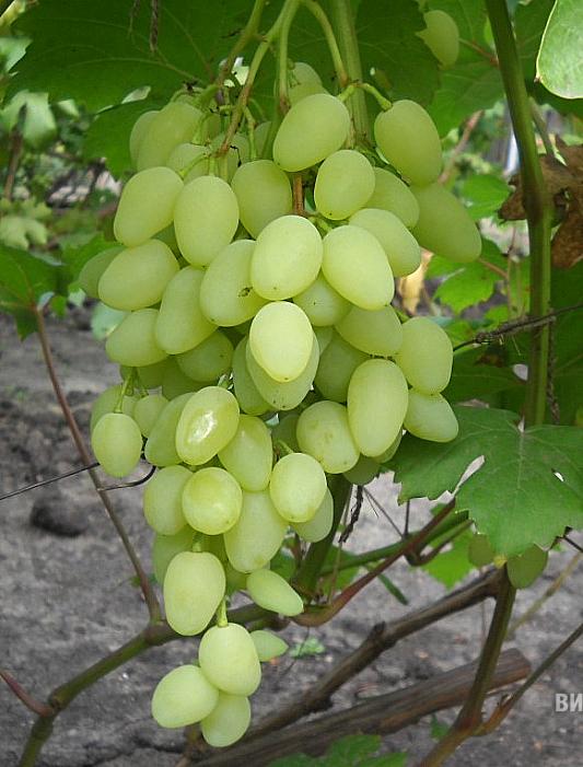 Очень ранний cорт винограда  Долгожданный от -Крайнов В. Н. фото id: 36473483