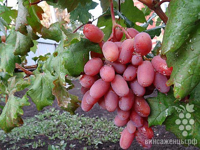Очень ранний cорт винограда  Юлиан от -Капелюшный В. У. фото id: 868702441