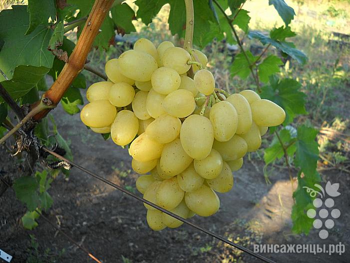 Сорт винограда ландыш фото