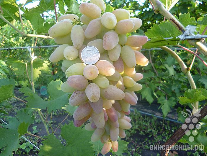 Раннесредний cорт винограда Фиеста от -Карпушев А.В. фото id: 2124194910