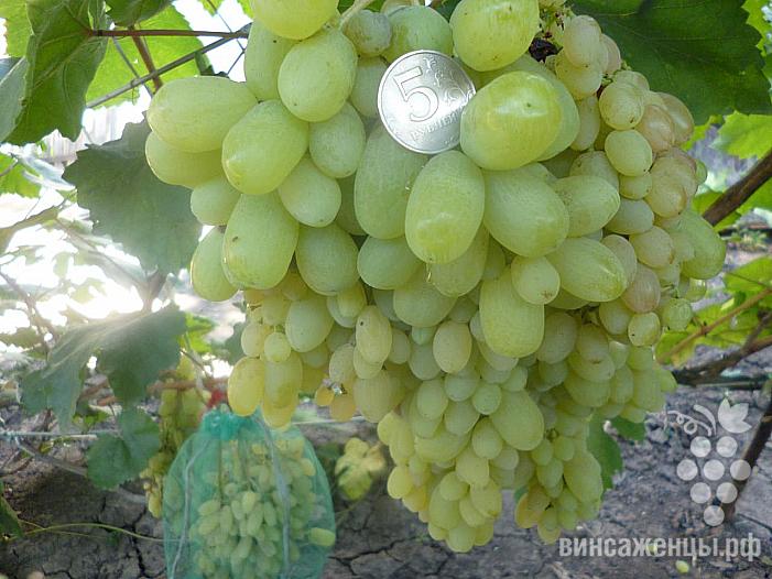 Очень ранний cорт винограда Гелиодор от -Кишмиши фото id: 642703469