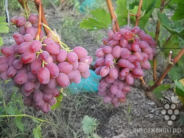Ранний cорт винограда  Гелиос от -Крайнов В. Н. фото id: 1899623434