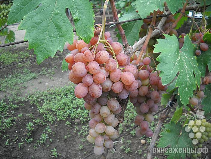 Очень ранний cорт винограда Хамелеон от -Вишневецкий фото id: 1497189581