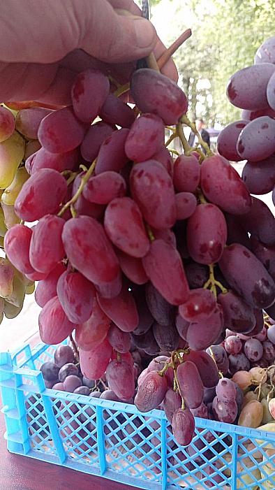 Ранний cорт винограда Джек-Пот от -Столовые сорта и ГФ фото id: 1474642885