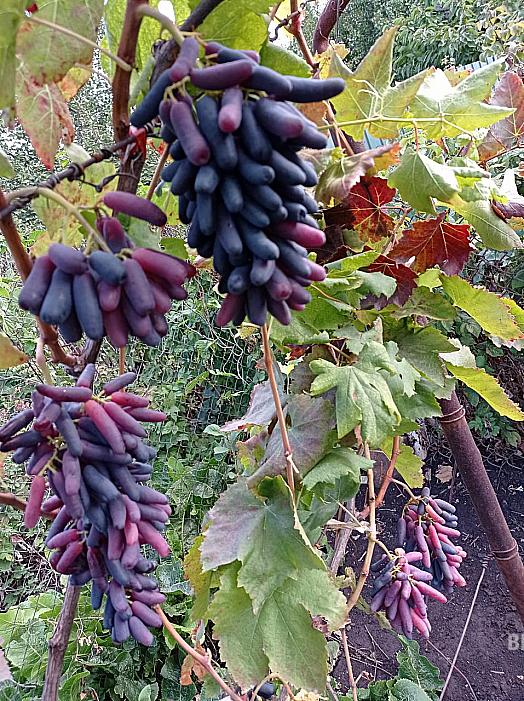 Раннесредний cорт винограда Аватар от -Кишмиши фото id: 1615015336