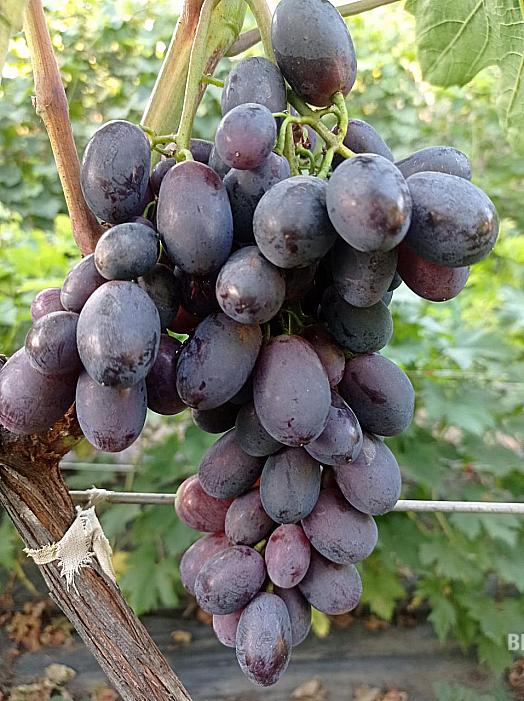 Очень ранний cорт винограда Блюз от -Столовые сорта и ГФ фото id: 1930561261