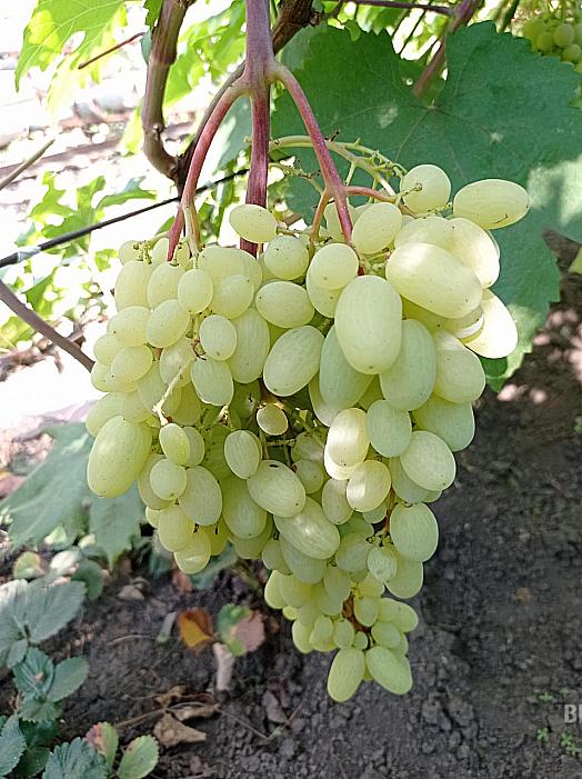 Очень ранний cорт винограда Гелиодор от -Кишмиши фото id: 1338844248