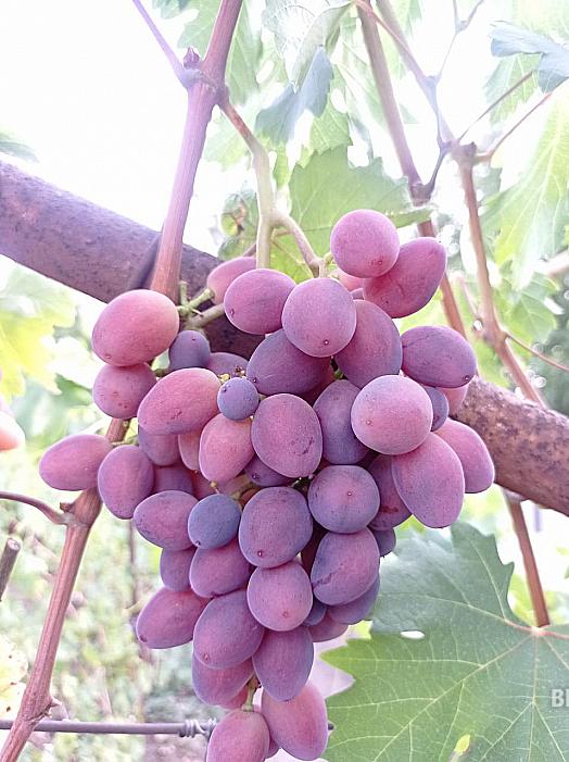 Очень ранний cорт винограда Велюр от -Криуля С.и Китайченко А. фото id: 1177594336