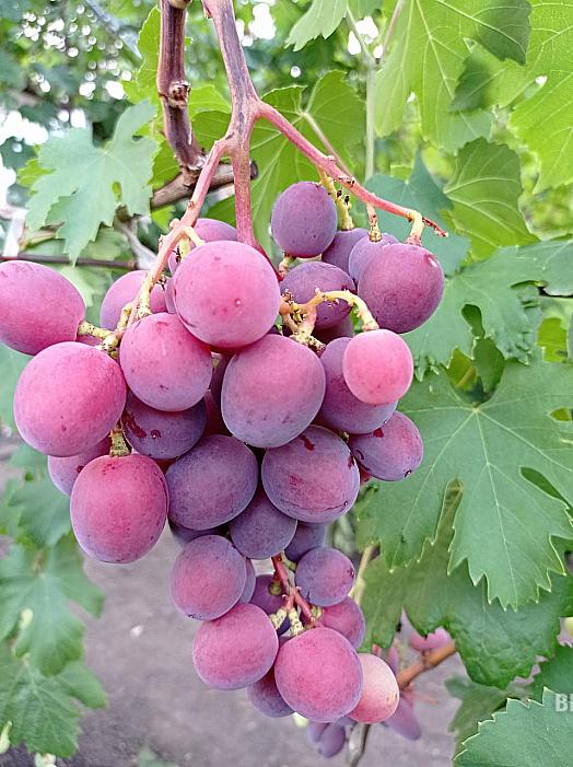 Раннесредний cорт винограда Эверест от -Павловский Е. Г. фото id: 1207279607
