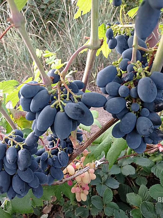 Очень ранний cорт винограда Доминик от -Бурдак А. В. фото id: 1667518475