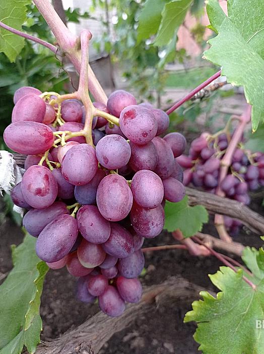 Очень ранний cорт винограда Рамина от -Бурдак А. В. фото id: 978509578