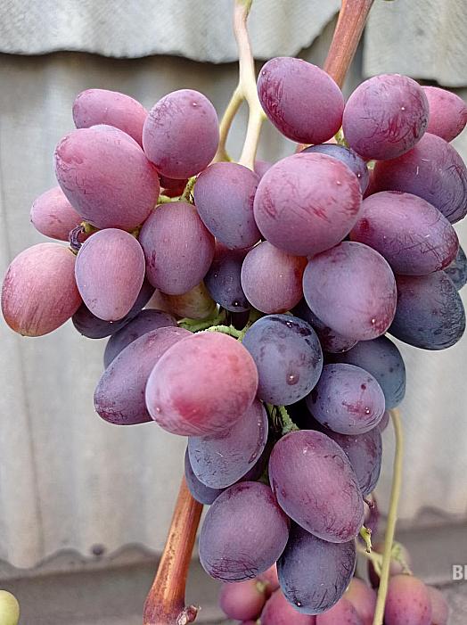 Ранний cорт винограда Лара от -Загорулько В. В. фото id: 1799059920