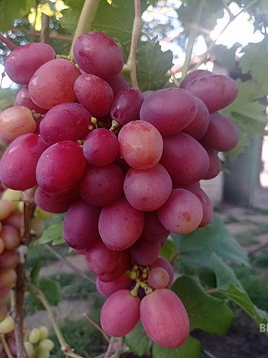 Ранний cорт винограда Юбиляр от -Столовые сорта и ГФ фото id: 52461037