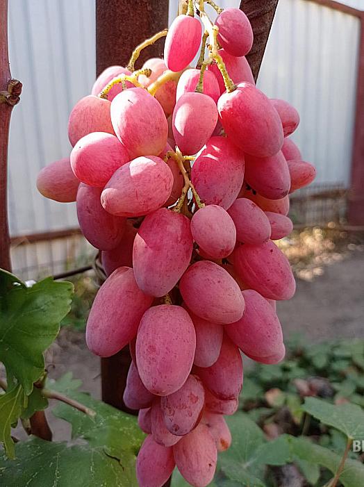 Очень ранний cорт винограда Дикий ангел от -Столовые сорта и ГФ фото id: 1865236049