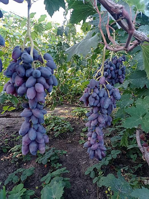 Очень ранний cорт винограда Подарок Беларуссии от -Калугин В. М. фото id: 1812862246