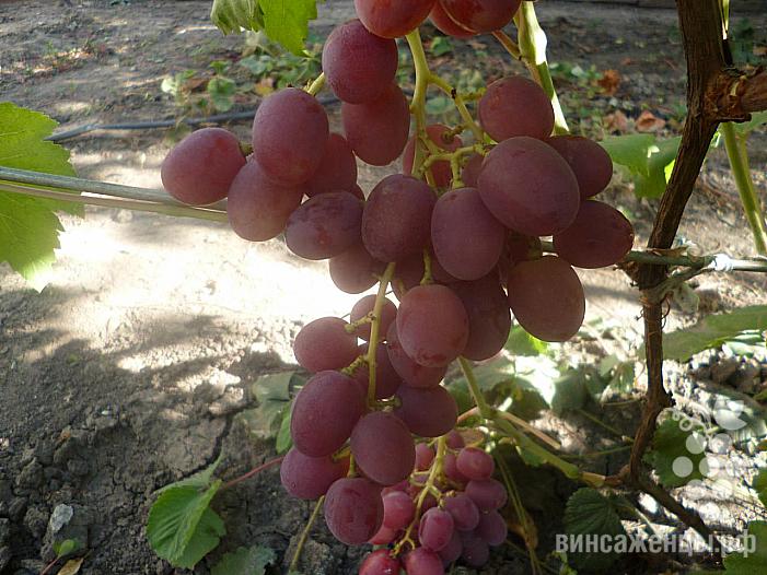 Очень ранний cорт винограда Изумление от -Столовые сорта и ГФ фото id: 693157770