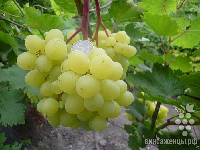 Очень ранний cорт винограда Цимус от -Пысанка О.М. фото id: 1749938276