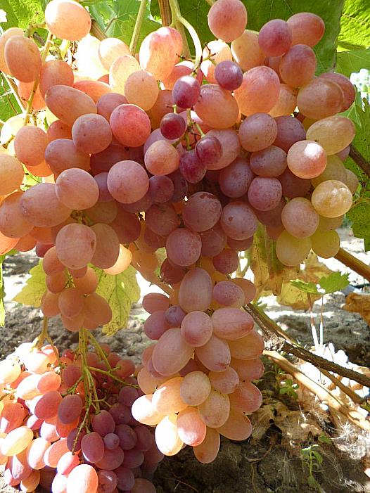Очень ранний cорт винограда Кишмиш Велес от -Кишмиши фото id: 2128589508