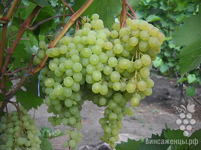 Ранний cорт винограда Кишмиш Русбол от -Кишмиши фото id: 93510684