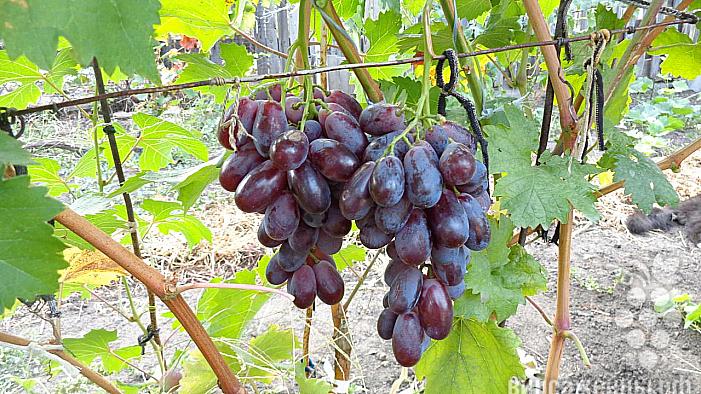 Средний cорт винограда Кинджер от -Карпушев А.В. фото id: 1582935457