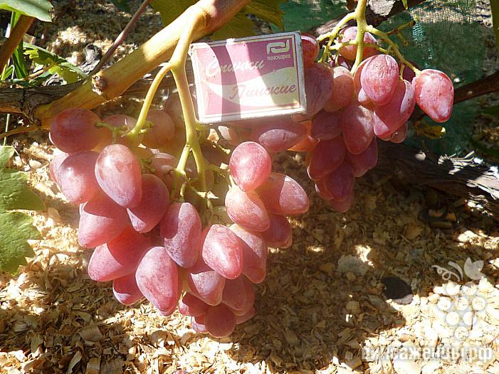 Очень ранний cорт винограда Криптон от -Карпушев А.В. фото id: 1745195451