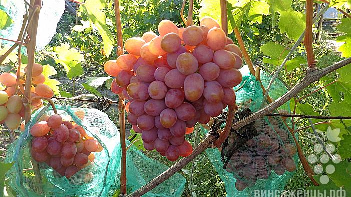 Очень ранний cорт винограда  Нежность от -Крайнов В. Н. фото id: 1570812232