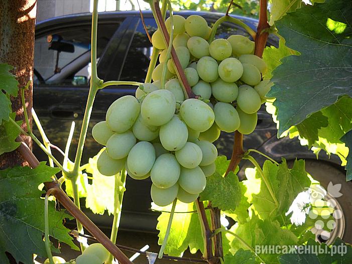 Средний cорт винограда Ойкумена от -Литвинов Г. М. фото id: 1619556372