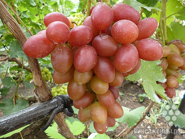 Раннесредний cорт винограда Подарок Ирине от -Вишневецкий фото id: 1111593592