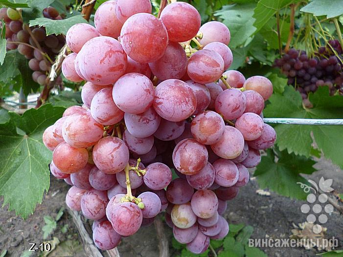 Ранний cорт винограда  Z-10 от -Загорулько В. В. фото id: 1908962796