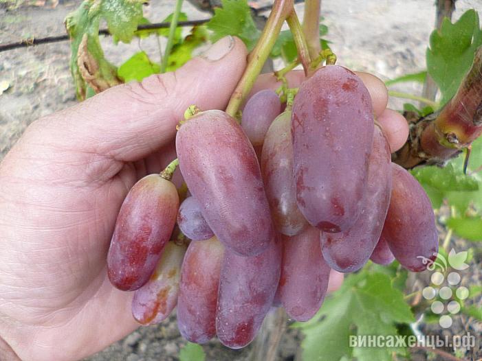 Раннесредний cорт винограда Маникюр Фингерс от -Япония Китай фото id: 1863277784