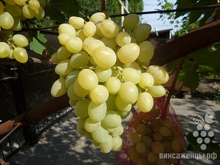 Очень ранний cорт винограда Лирика от -Криуля С.и Китайченко А. фото id: 2062668582