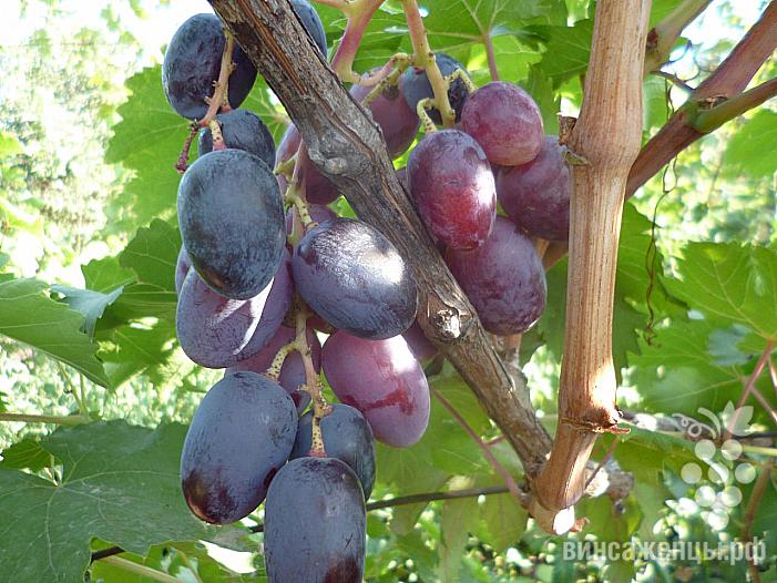 Ранний cорт винограда Императрица от -Калугин В. М. фото id: 1651567799