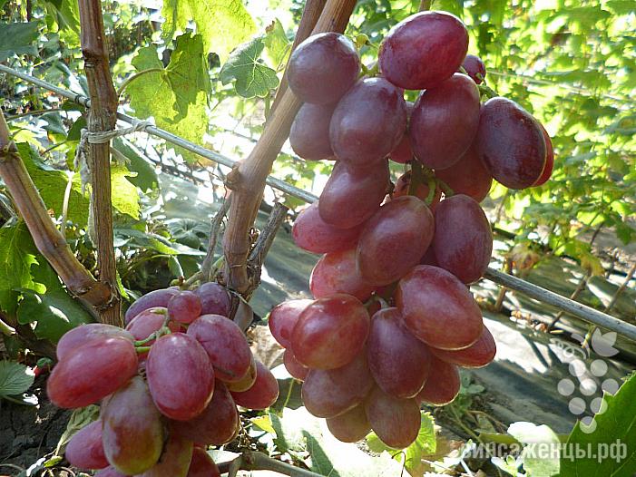 Очень ранний cорт винограда Огненный от -Калугин В. М. фото id: 2109830034