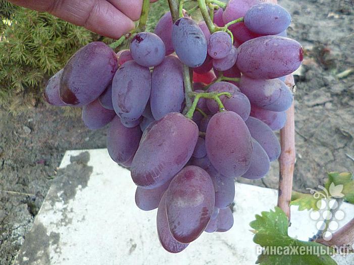 Раннесредний cорт винограда Торнадо от -Калугин В. М. фото id: 666312151