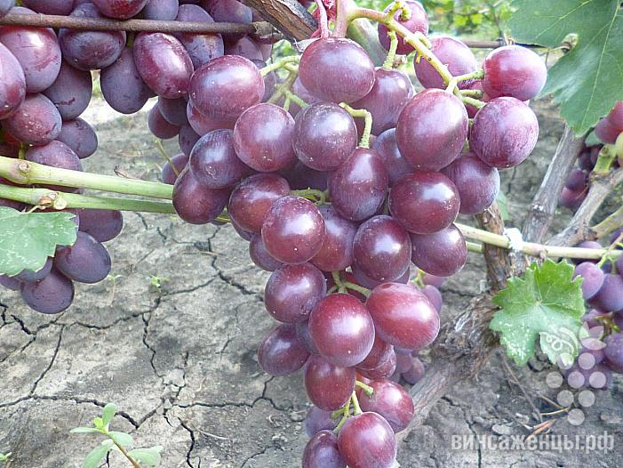 Очень ранний cорт винограда Катюша от -Калугин В. М. фото id: 629135708