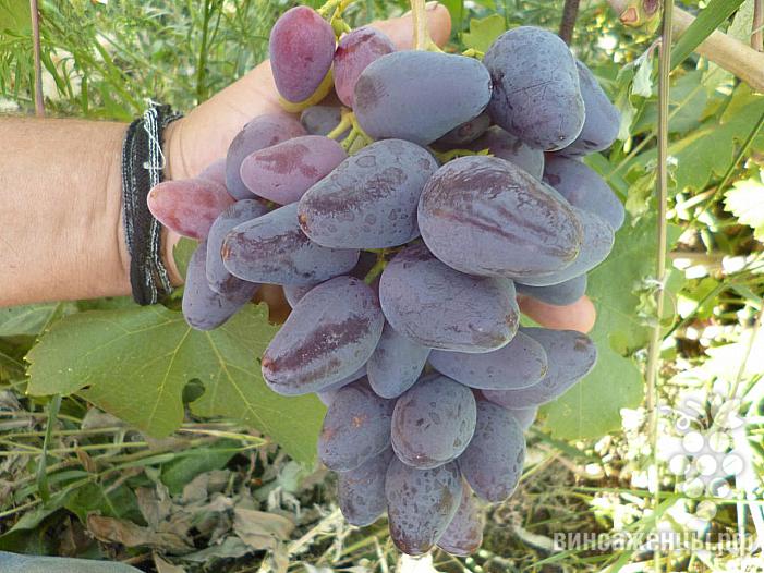Очень ранний cорт винограда Перцовый Черный от -Калугин В. М. фото id: 2044644255