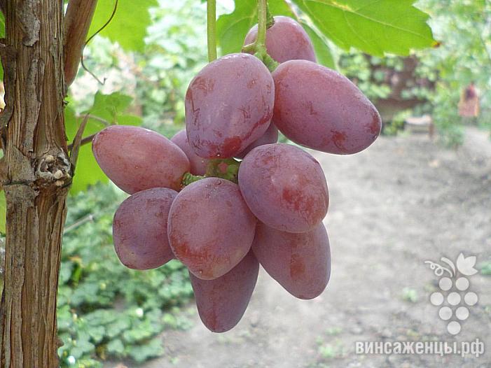 Очень ранний cорт винограда Велюр от -Криуля С.и Китайченко А. фото id: 1435093673