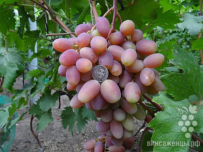 Ранний cорт винограда Преображение от -Крайнов В. Н. фото id: 1281587853