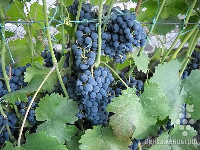 Виноград Регент описание характеристики выращивание и отзывы | Фото