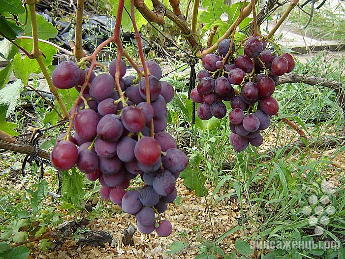 Очень ранний cорт винограда Рудик  (B-15-10) от -Павловский Е. Г. фото id: 79734722