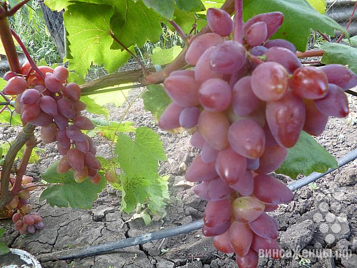 Ранний cорт винограда Софа от -Воронюк И. Н. фото id: 94304113
