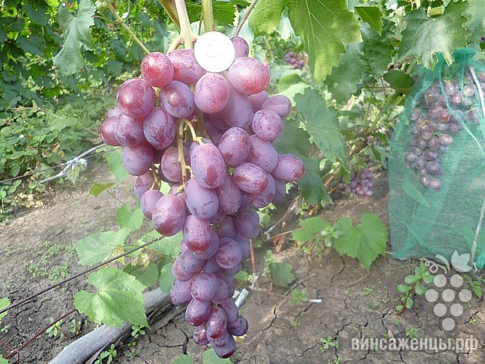 Очень ранний cорт винограда Вовчик от -Капелюшный В. У. фото id: 1917931628