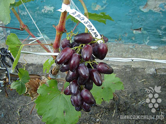 Особенности выращивания винограда Арабелла