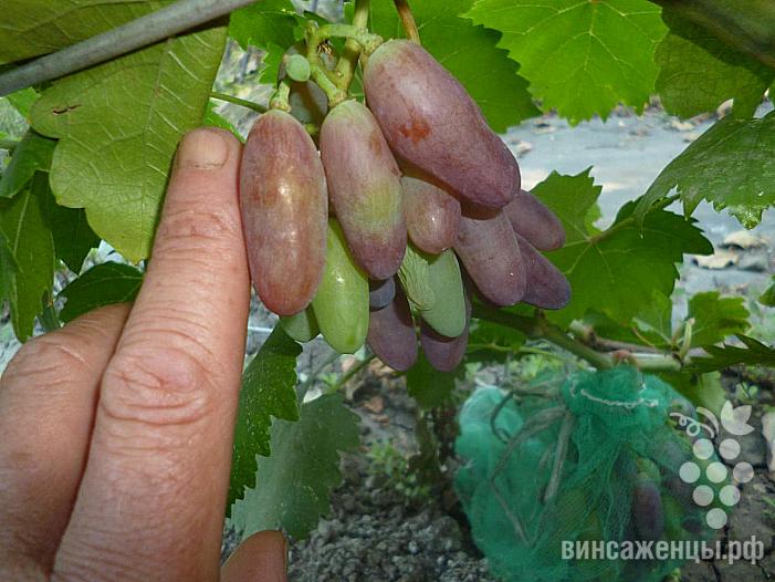 Фото Винограда Маникюр Фингер